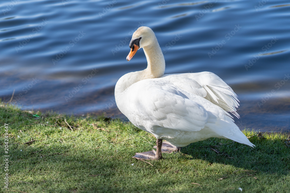 Beautiful graceful swan near a pond at springtime. Elegant bird grooming on water's edge, strong curved neck. Beautiful graceful swan near a pond at springtime. Elegant bird grooming on water's edge, strong curved neck.