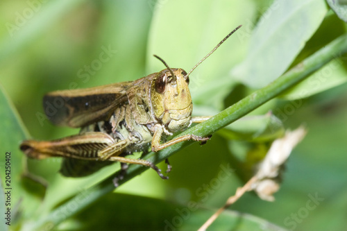 Macrofotografia di un insetto Chorthippus brunneus