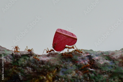Leaf cutter ants carry leaves along their route to their final destination.