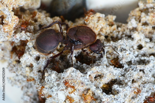 Leaf cutter ant Queen with some of her soldiers.
