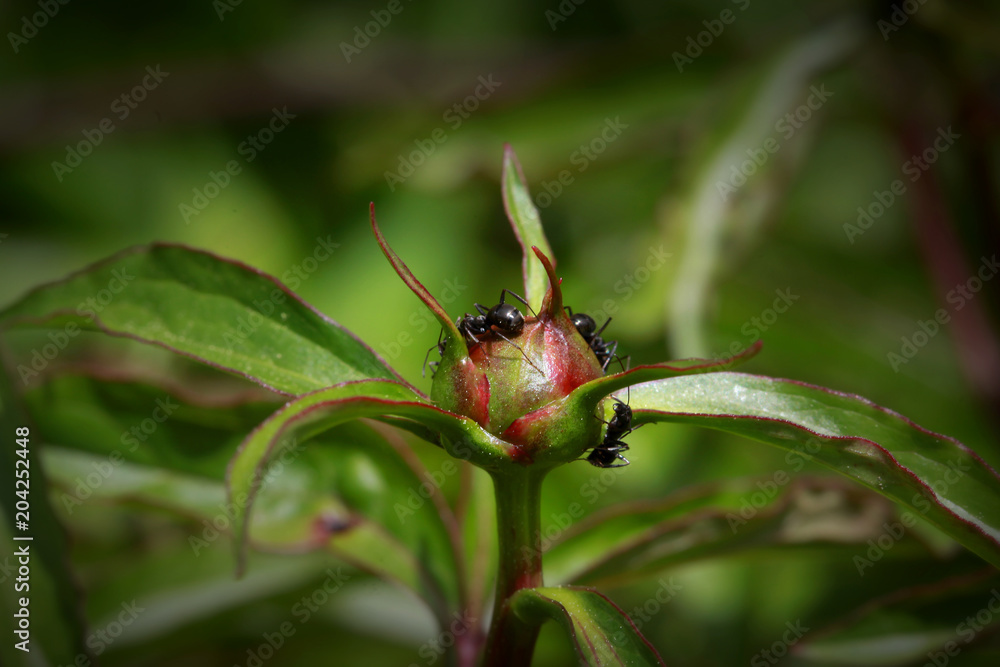 Wild flower bud with ants on it Wild flower bud with ants on it