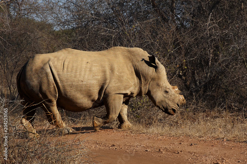 The white rhinoceros or square-lipped rhinoceros  Ceratotherium simum  has cut horn due to poachers  walking in the savanna