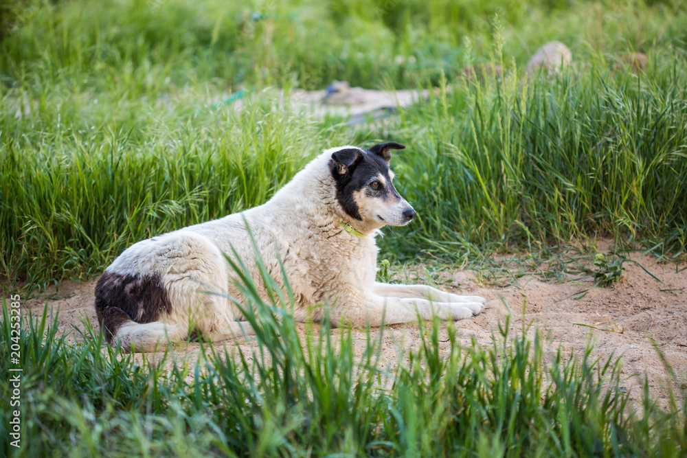 Obraz premium dog playing on grass. dog sporting in nature. big cute dog on sunny day in meadow