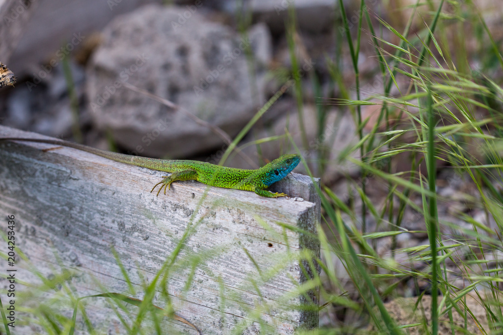 lizard green Lacerta viridis. A green lizard in a natural habitat. Lacerta viridis close-up. lizard green Lacerta viridis. A green lizard in a natural habitat. Lacerta viridis close-up.