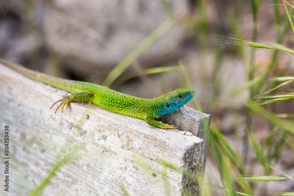 lizard green Lacerta viridis. A green lizard in a natural habitat. Lacerta viridis close-up. lizard green Lacerta viridis. A green lizard in a natural habitat. Lacerta viridis close-up.