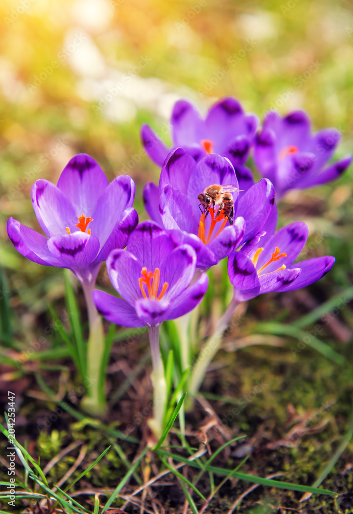 live bee on the crocuses under sunrays live bee on the crocuses under sunrays