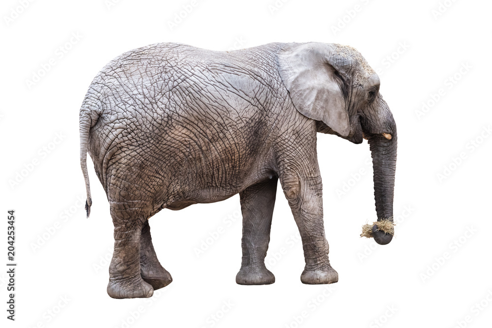 Obraz premium live elephant eat dry hay on white