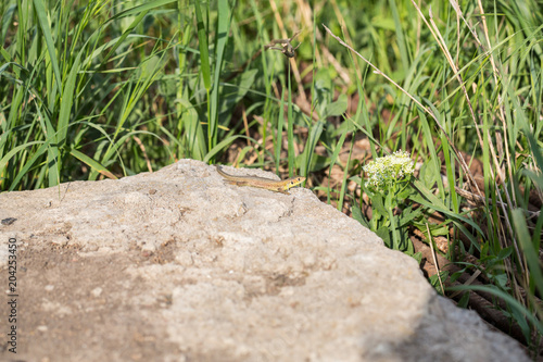 lizard green Lacerta viridis. A green lizard in a natural habitat. Lacerta viridis close-up.