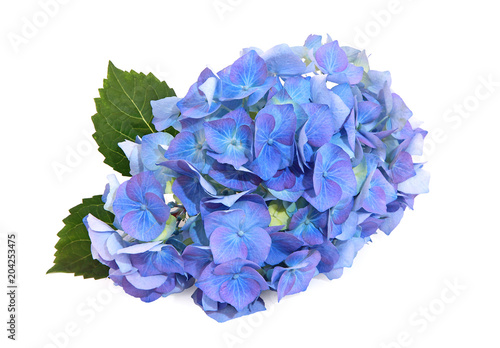 Fleur d'hortensia bleue © hcast
