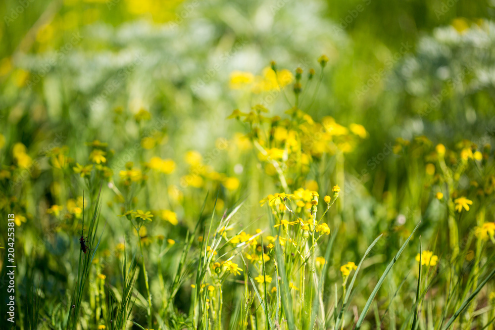 wildflowers. spring meadow flowers. Spring flowers for background. Romantic background wildflowers. spring meadow flowers. Spring flowers for background. Romantic background