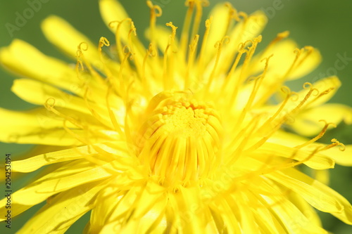 Dandelion