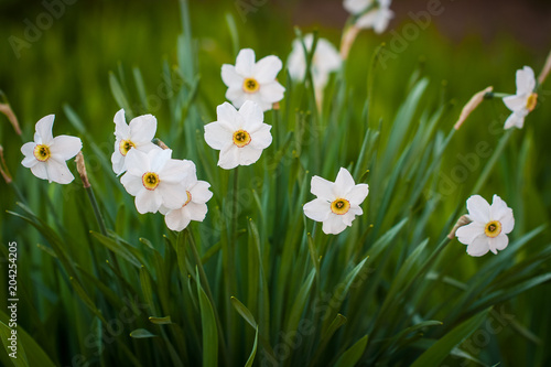 Spring Flowers Narcissus Color White With Green Leaves Growing In Garden.