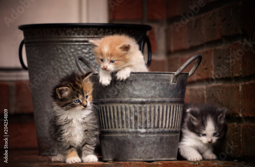 Valokuva three kittens playing