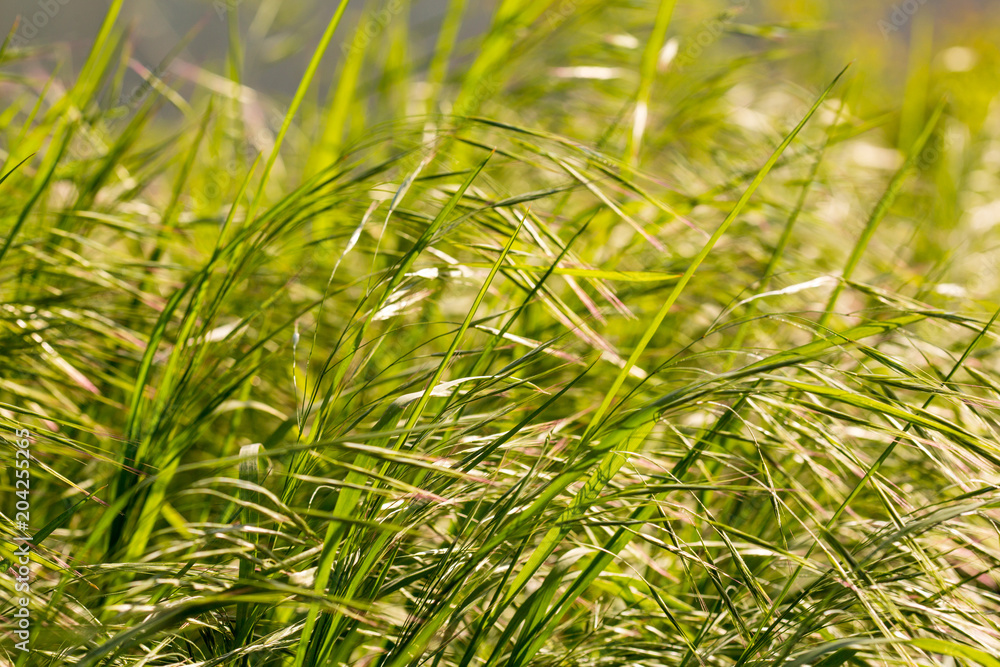 meadow grass close-up. Green field grass in the sun. Green herbal background. Grass background meadow grass close-up. Green field grass in the sun. Green herbal background. Grass background