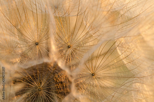 Fototapeta Naklejka Na Ścianę i Meble -  Dry Dandelion Seeds Close-Up. Abstract Background. Soft Focus. Macro.