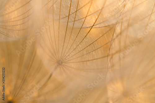Dry Dandelion Seeds Close-Up. Abstract Background. Soft Focus. Macro.