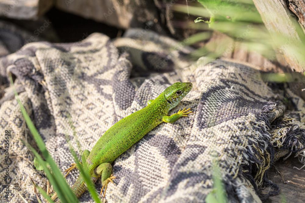 lizard green Lacerta viridis. A green lizard in a natural habitat. Lacerta viridis close-up. lizard green Lacerta viridis. A green lizard in a natural habitat. Lacerta viridis close-up.