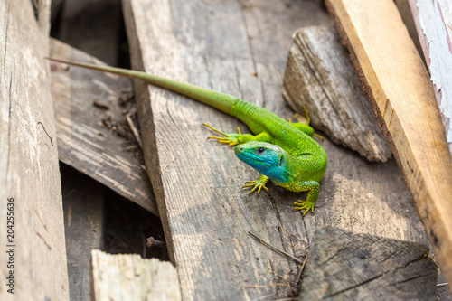 lizard green Lacerta viridis. A green lizard in a natural habitat. Lacerta viridis close-up. photo