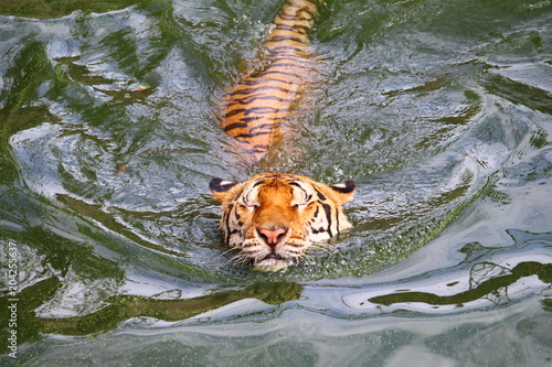 Tiger is swimming in a pond at the zoo.