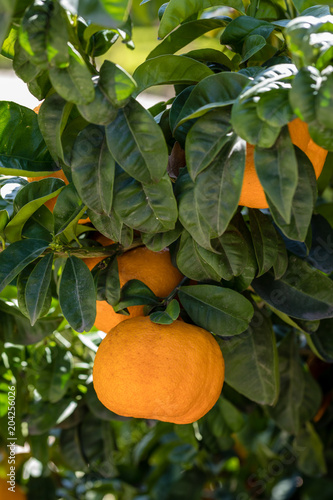 Citrus aurantium Bouquet de Fleur