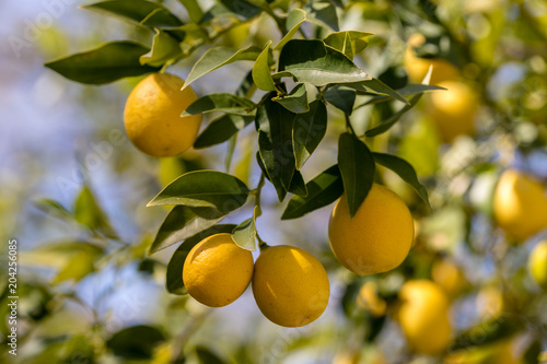 Limequat fruit on the branches of the tree