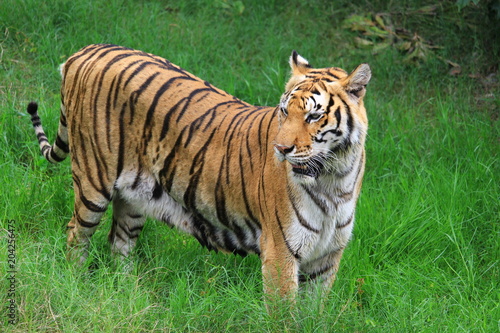 Tigers walk on grass  live in zoos.