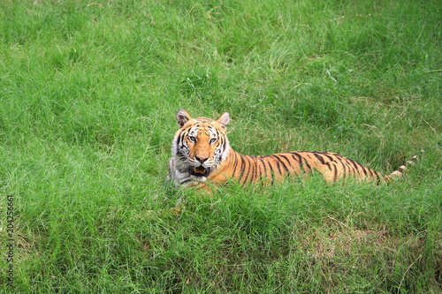 Tiger is lying on a green meadow in the zoo.