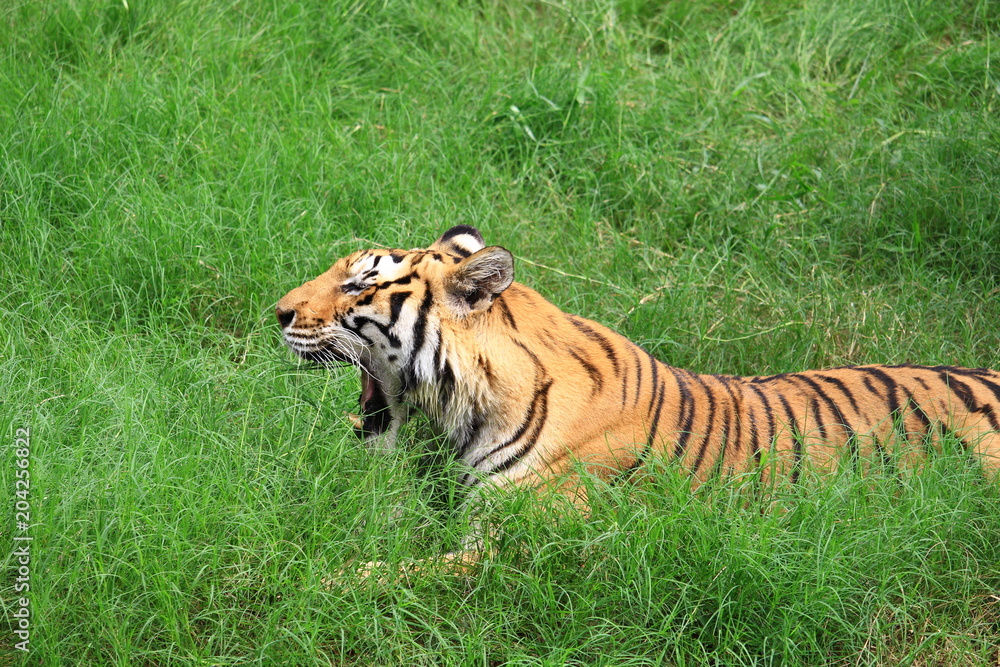 Fototapeta premium Tiger is lying on a green meadow in the zoo.