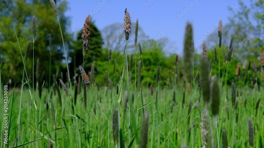Wild grasses swaying in breeze on a bright sunny day in May. Wild grasses swaying in breeze on a bright sunny day in May.
