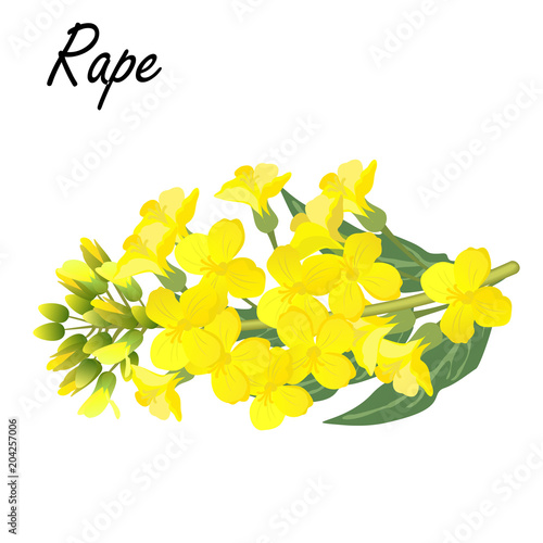 Rapeseed (Brassica napus, rape, colza, oil seed, canola). Realistic vector illustration of rapeseed or cabbage flowers on white background.