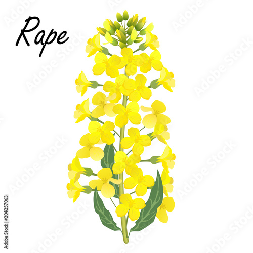 Rape (Brassica napus, rapeseed, colza, oil seed, canola). Realistic vector illustration of rapeseed or cabbage flowers on white background.