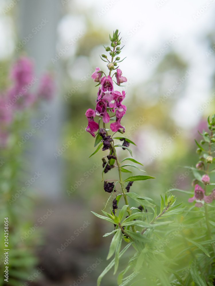 Fototapeta premium Purple, pink, red, flowers in the garden in vintage style soft focus.