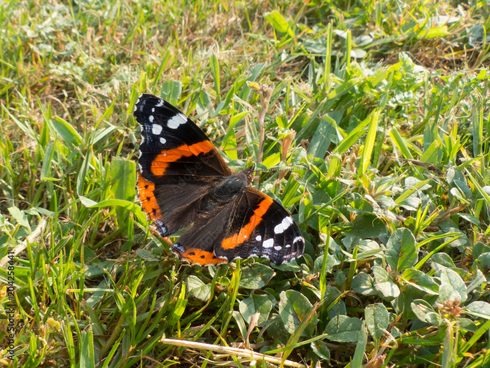 Macrofotografia di un insetto Vanessa atalanta Macrofotografia di un insetto Vanessa atalanta