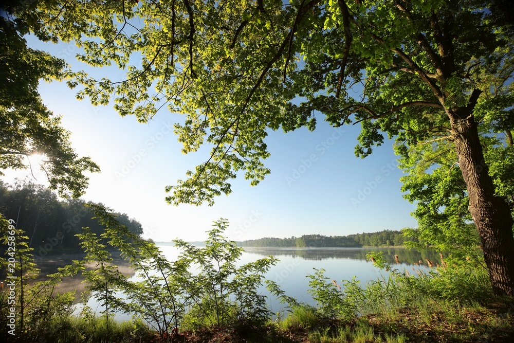 Oak at the edge of a lake on a spring morning