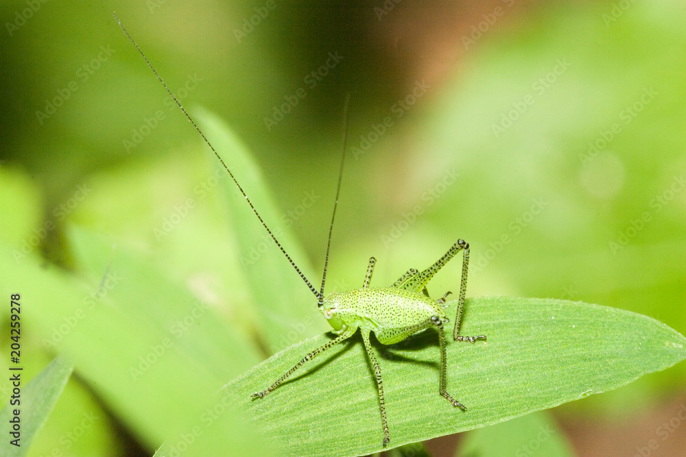 Macrofotografia di un insetto Malachius bipustulatus Macrofotografia di un insetto Malachius bipustulatus