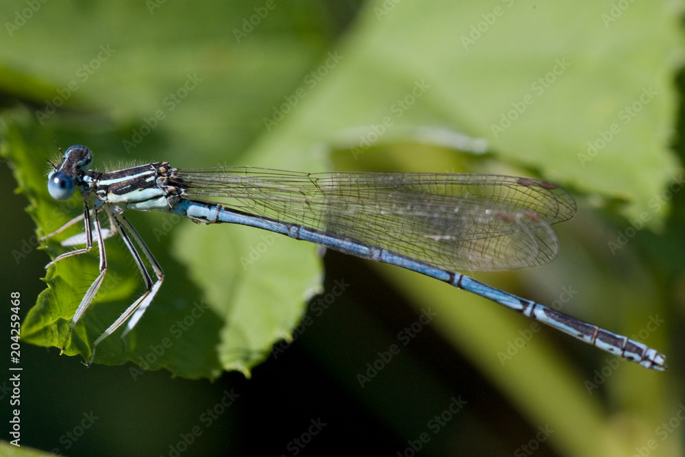 Macrofotografia di un insetto Malachius bipustulatus Macrofotografia di un insetto Malachius bipustulatus