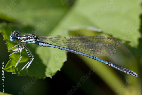 Macrofotografia di un insetto Malachius bipustulatus photo