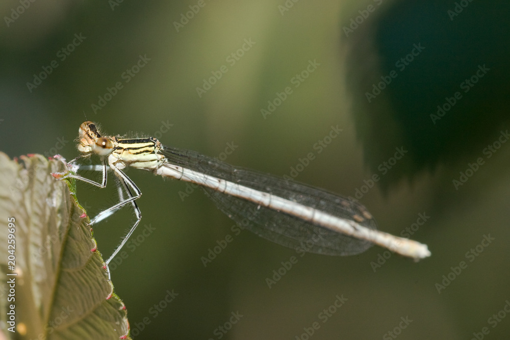 Macrofotografia di un insetto Malachius bipustulatus Macrofotografia di un insetto Malachius bipustulatus