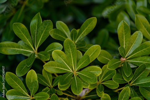 Tea leaf close-up  background.