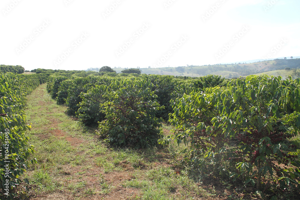 Fototapeta premium Coffee field