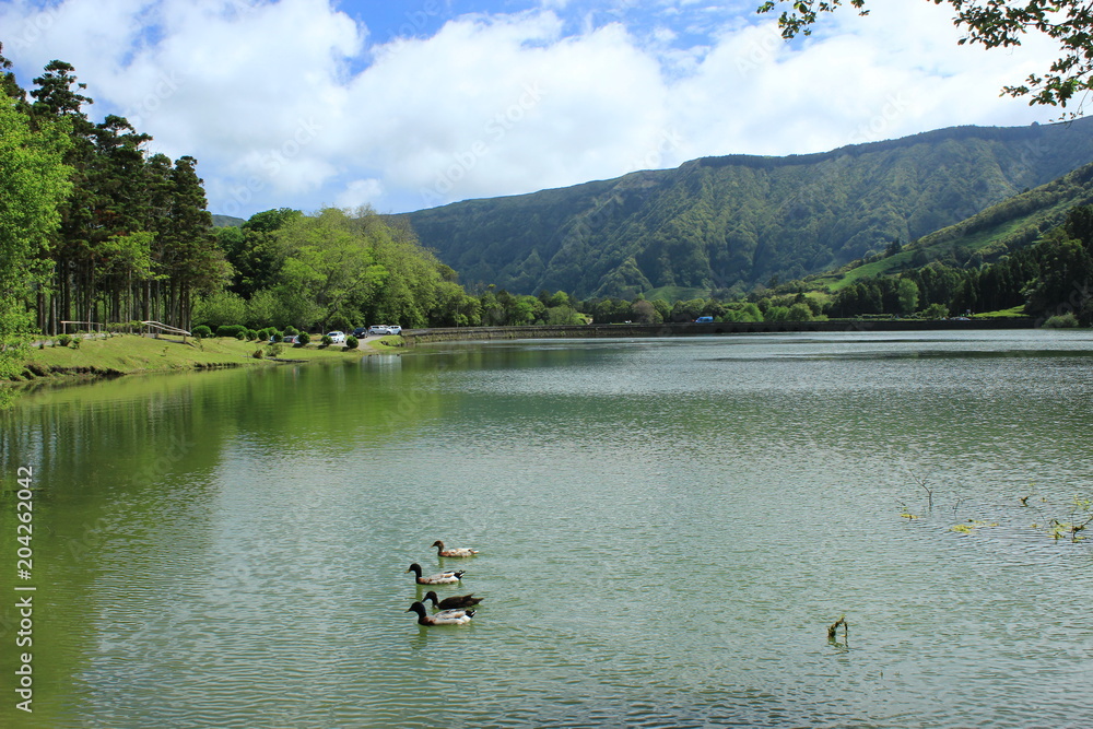 lake and forest