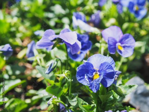 Closeup Shot at A Group of Violet Pansy  Viola  or Violet  Flowers  Selective Focus  Showing Their Pollens and Petals for Background  Backdrop  or Wallpaper.