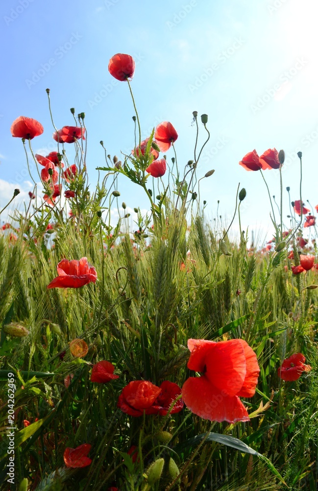 Obraz premium Maki Bisztynek 2