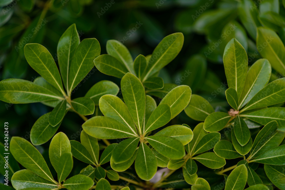 Tea leaf close-up, background. Tea leaf close-up, background.