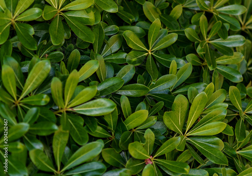 Fototapeta Naklejka Na Ścianę i Meble -  Tea leaf close-up, background.