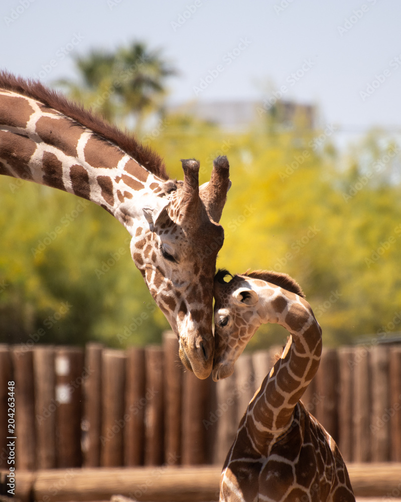 Naklejka premium Father and son giraffe share a tender moment nuzzling