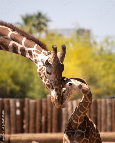 Father and son giraffe share a tender moment nuzzling
