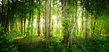 The natural wild forest illuminated by the rays of the sun