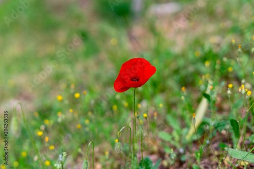 Il papavero photo