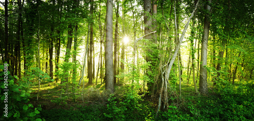 The natural wild forest illuminated by the rays of the sun